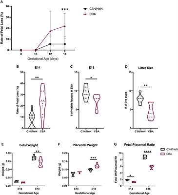 Regulatory T cell adoptive transfer alters uterine immune populations, increasing a novel MHC-IIlow macrophage associated with healthy pregnancy